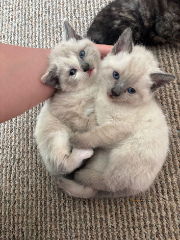 Kittens