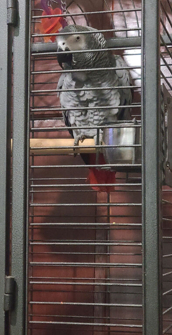 African grey parrot 6yr