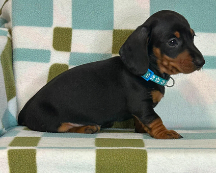 Cute smooth haired miniature dachshunds