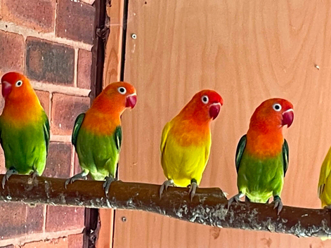 fischer lovebirds