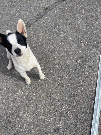 Jack Russell short legged boy