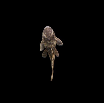 Green Dragon Bristlenose pleco 3-4cm Tropical Fish