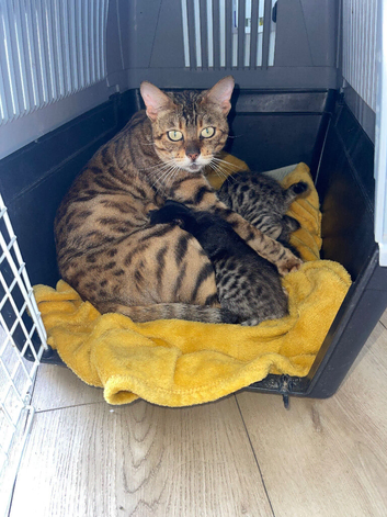 Half bengal half American wire haired