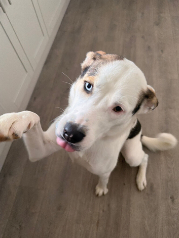 Husky Cross Spaniel