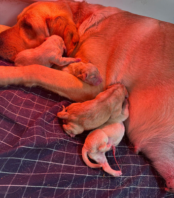 Stunning Labrador puppies READY NOW