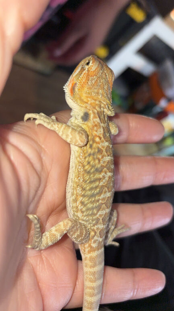 Bearded dragon babies last 1