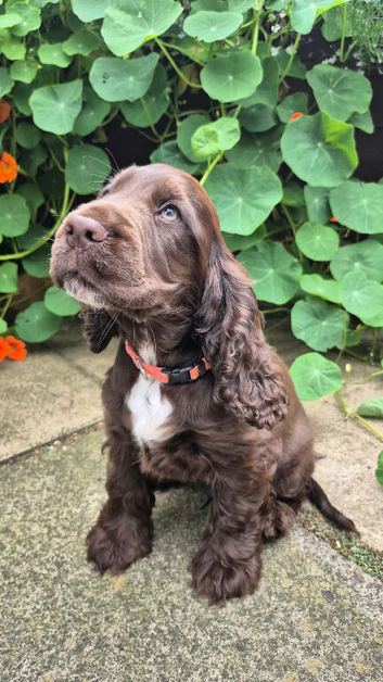 Show type Cocker Spaniel pup. Last one avaialable