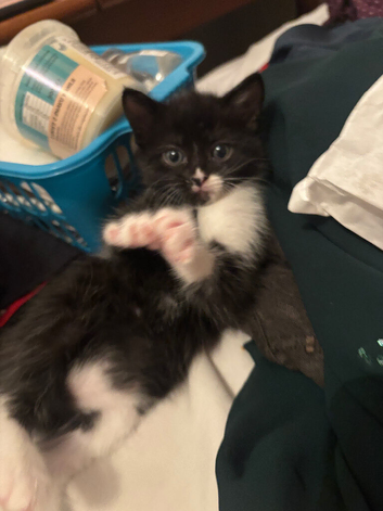 Rehoming kittens