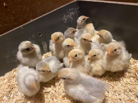 Unsexed mixed bantam chicks