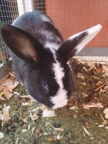 Rabbit cage plus extra