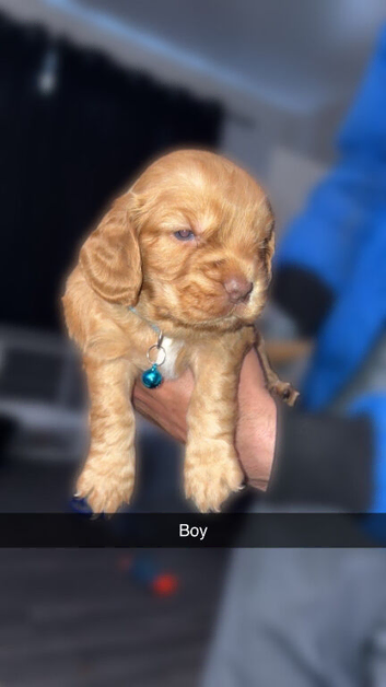Gorgeous working cocker spaniels