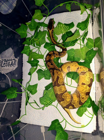 Beautiful super fire  enchi