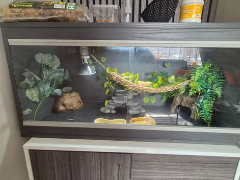 2 year old leopard geko + setup up
