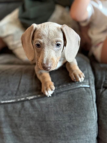 dachshund bitch puppy
