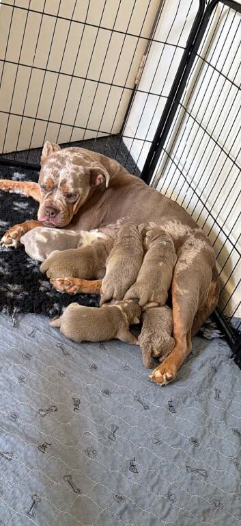 Olde English Bulldog puppies