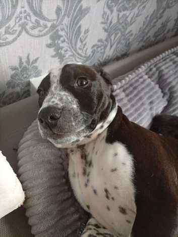 Female puppy Dalmabully