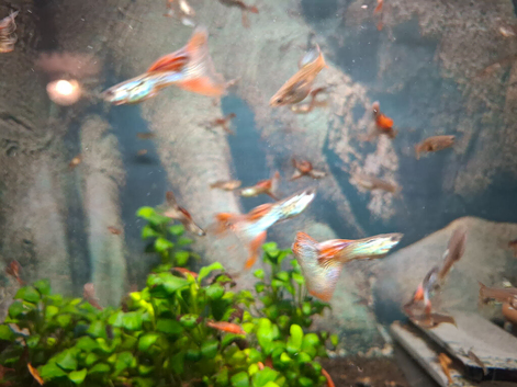 Guppies snakeskin