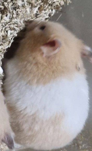 SYRIAN HAMSTERS MALE/FEMALE