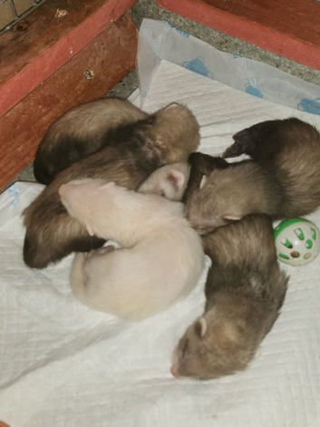 Ferret