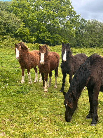 Outstanding group of Colt for sale.