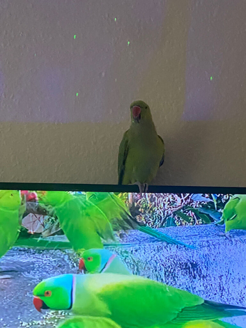 Female Indian ring neck parrot