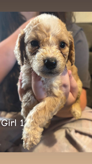 Cockapoo puppies!