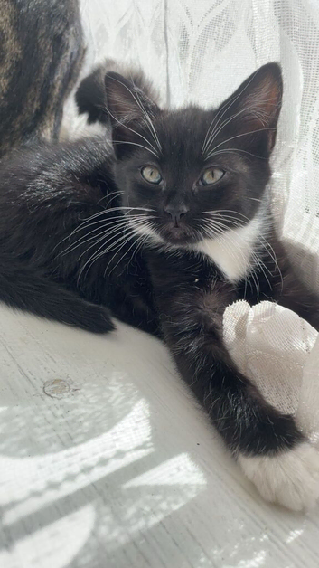 Beautiful kitten