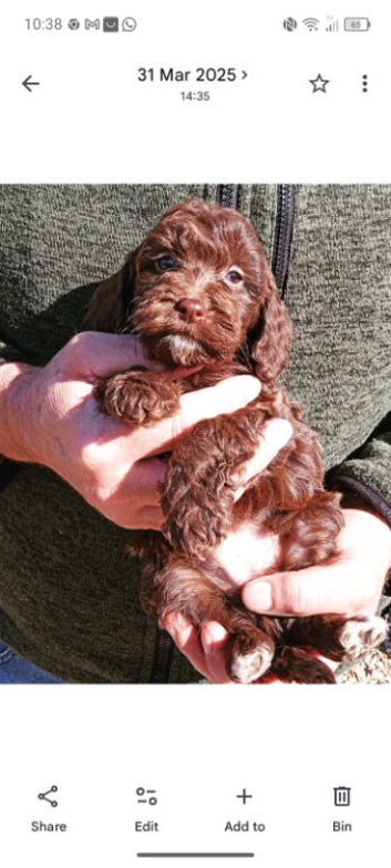 Cockapoo puppy f1 show) chocolate girl.