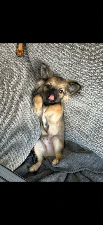 Pomeranian chihuahua