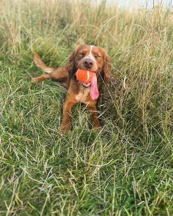 Working Cocker Spaniel at Stud (Proven)