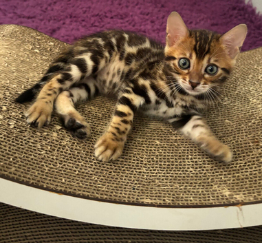 Pure bred Glitter Coat Bengal