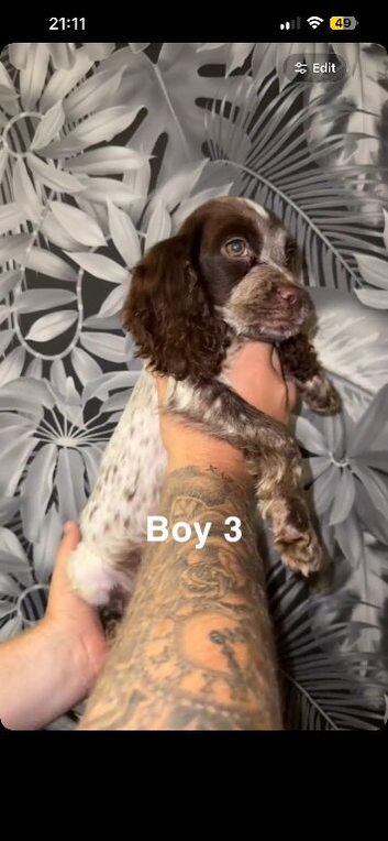 5 cocker spaniel puppies