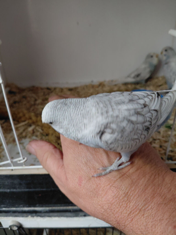 Baby budgies.