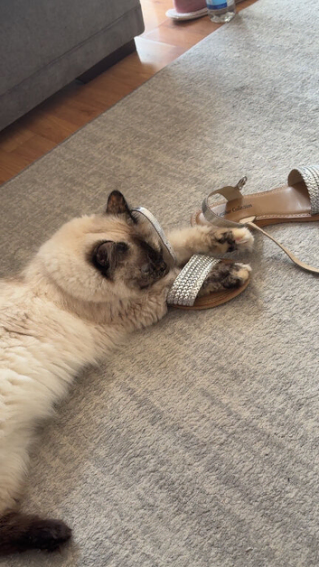 Ragdoll 2 year old