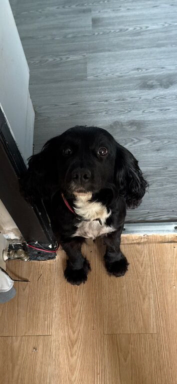 Female spaniel
