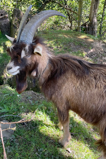 SOLD 2yr old entire Toggenburg x Sannen billy