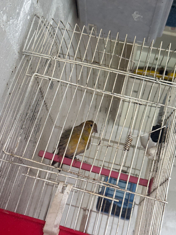 Mule Siskin 2026