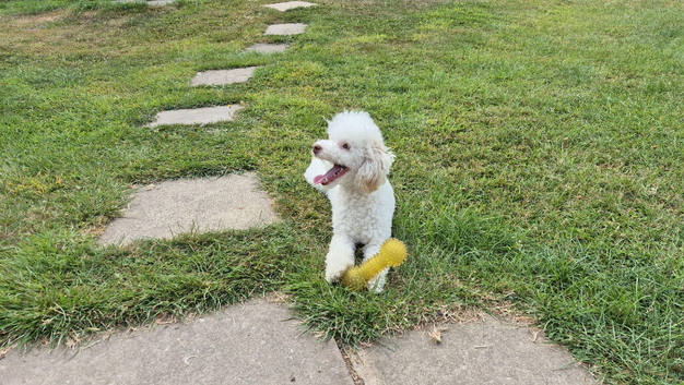 White toy poodle girl 3 years old