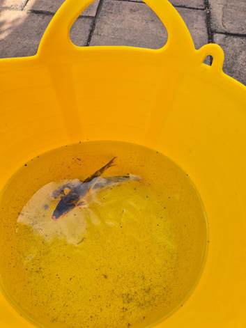 Two small koi carp free.