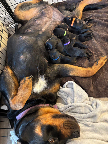 Rottweiler Puppies