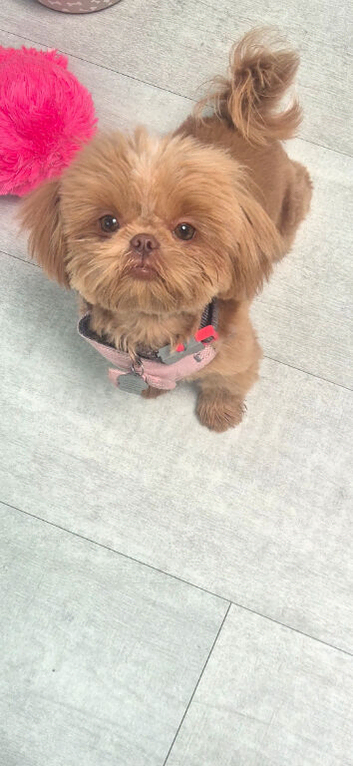 Molly shih tzu needs a new home KC Registered