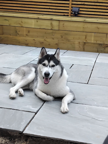 Make husky 10 months old