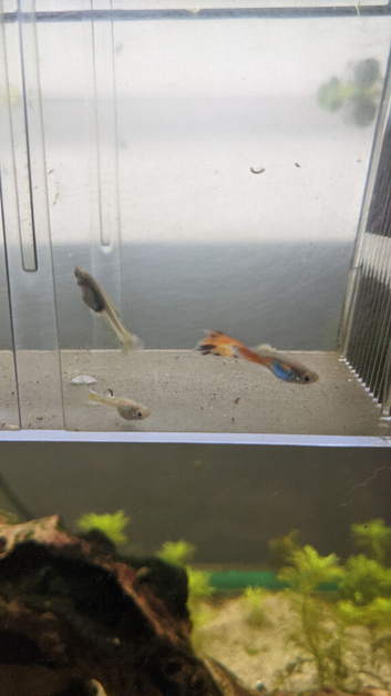 Any 3 Fish FREE No time wasters please.
