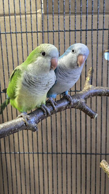 Quaker parrot Pair