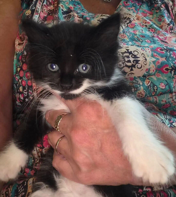 Female Kitten