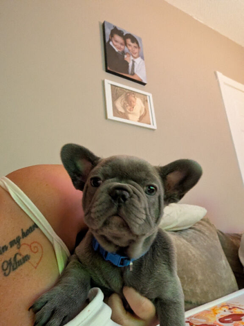 french bulldog pups LAST ONE REDUCED PRICE