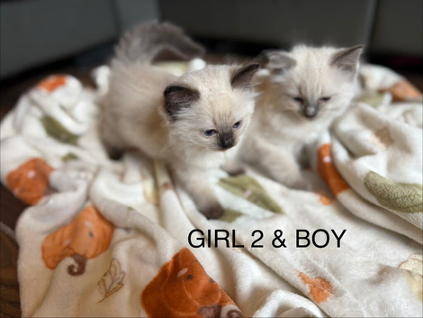 Gorgeous ragdolls kittens for sale