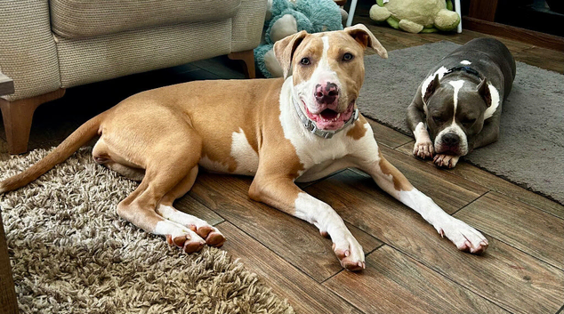 Olive needs her forever home