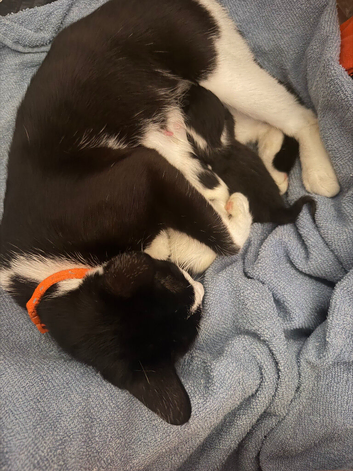 2 little kittens