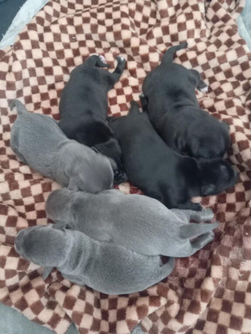 Beautiful Staffordshire pups